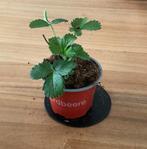 Aardbeien plant potmaat 9, Volle zon, Minder dan 100 cm, Ophalen of Verzenden, Zomer