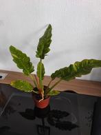 Philodendron Ring of Fire - 5 stuks, Tuin en Terras, Ophalen, Eenjarig, Overige soorten, Volle zon