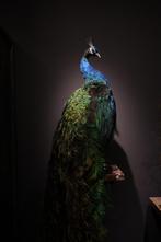 Opgezette pauw, opgezette pauwen, opgezette dieren, Ophalen, Nieuw, Vogel, Opgezet dier