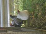 Wyandotte groot. Wit en gestreept, Dieren en Toebehoren, Meerdere dieren, Kip