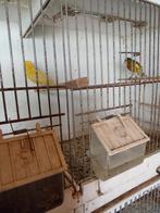 Te koop koppel Kanarie, Dieren en Toebehoren, Vogels | Kanaries, Meerdere dieren, Kleurkanarie