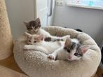 Lieve kittens zoeken een goed huis, Dieren en Toebehoren, Katten en Kittens | Raskatten | Korthaar, Kater, Ontwormd, 0 tot 2 jaar