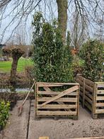 Hedera  Prunus Liguster Ribes Parthenocissus vaste planten, Tuin en Terras, Ophalen of Verzenden