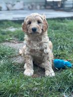 Medium labradoodle pups te koop! Mogen verhuizen!, Dieren en Toebehoren, Honden | Niet-rashonden, CDV (hondenziekte), 8 tot 15 weken