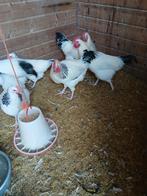 Hanen  / slachtkippen, Dieren en Toebehoren, Ophalen of Verzenden, Drinken en Voederen