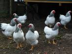 Krielkippen: Keuze uit meer dan 80 krielkippen.!@#$%, Dieren en Toebehoren, Pluimvee, Vrouwelijk, Kip