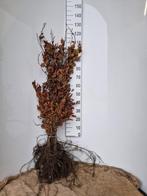 Rode beuk - Fagus sylvatica 'Atropunicea' nu weer leverbaar!, Ophalen of Verzenden, Beukenhaag, Haag, 100 tot 250 cm