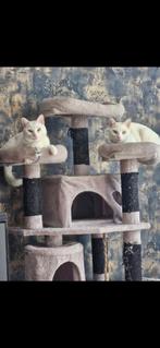 Twee Europese korthaar., Dieren en Toebehoren, Katten en Kittens | Overige Katten, Kater