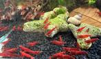 Bloody Mary High Grade garnalen, Dieren en Toebehoren, Vissen | Aquariumvissen, Zoetwatervis, Kreeft, Krab of Garnaal