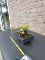 bonsai kardinaalsmuts, Tuin en Terras, Planten | Bomen, Ophalen of Verzenden, Overige soorten, Minder dan 100 cm