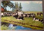 Koeien in de wei, mooi Groningen, Verzamelen, Ophalen of Verzenden, Ongelopen, Groningen