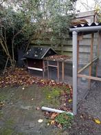 Gezocht goed tehuis voor onze kippen, Dieren en Toebehoren, Schapen, Geiten en Varkens, Vrouwelijk, 0 tot 2 jaar