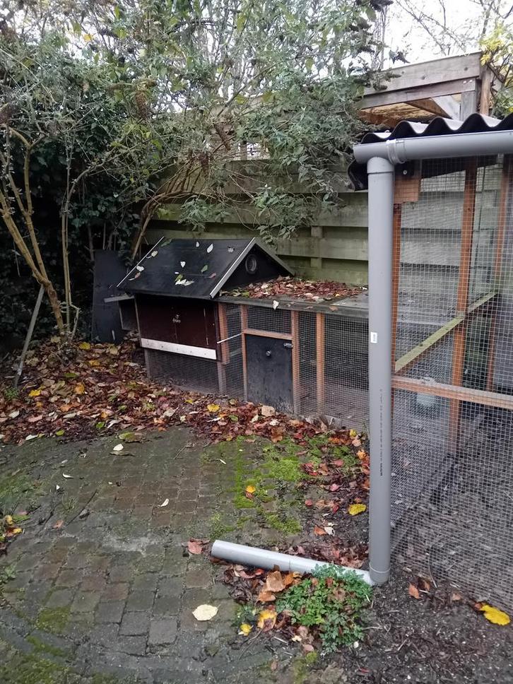 Gezocht goed tehuis voor onze kippen, Dieren en Toebehoren, Schapen, Geiten en Varkens, Vrouwelijk, 0 tot 2 jaar