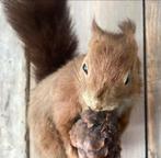 Antiek. Taxidermie.Eekhoorn wand exemplaar., Ophalen of Verzenden