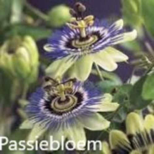 Passiebloem caerulea, Tuin en Terras, Planten | Tuinplanten, Vaste plant, Klimplanten, Volle zon, Zomer, Ophalen