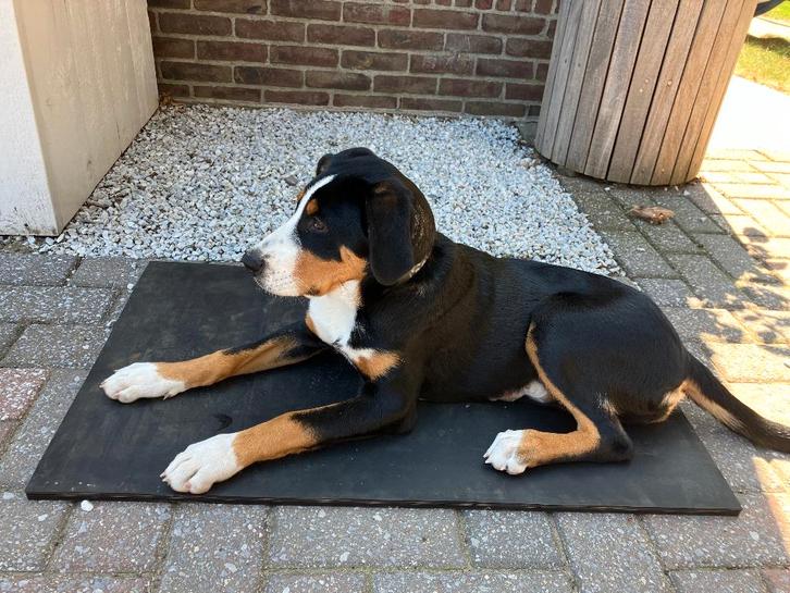 Rubber mat / Hondenmat - onverwoestbaar - diverse formaten, Dieren en Toebehoren, Hondenbenches, Gebruikt, Ophalen of Verzenden