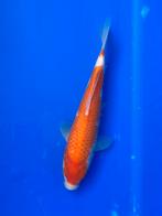 Kohaku, Dieren en Toebehoren, Vissen | Vijvervissen, Karper of Koi