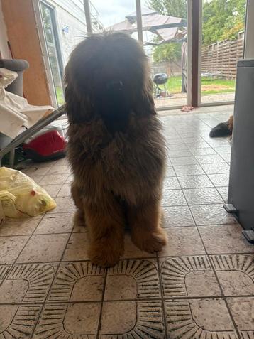 Tibetaanse mastiff teefje beschikbaar voor biedingen