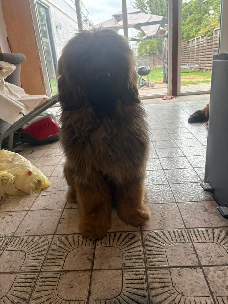 Tibetaanse mastiff teefje, Dieren en Toebehoren, Honden | Bulldogs, Pinschers en Molossers, Teef, Overige rassen, Particulier