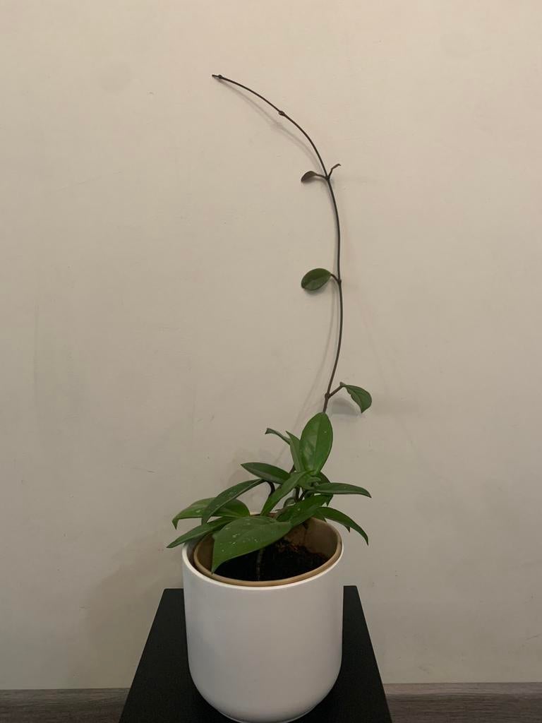 Kamerplant, Huis en Inrichting, Kamerplanten, Ophalen of Verzenden, Halfschaduw, Minder dan 100 cm