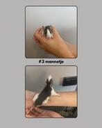 tamme rittens, Rat, Juni, Meerdere dieren, Tam