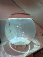 Biorb, Dieren en Toebehoren, Ophalen, Sierelement