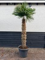 Trachycarpus fortunei palmbomen 180 cm stam, 100 tot 250 cm, Zomer, Palmboom, Ophalen