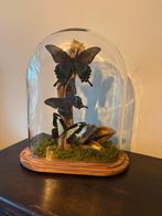 Opgezette vlinders in een ovale stolp, Verzamelen, Dierenverzamelingen, Ophalen, Insect, Opgezet dier