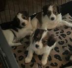 Kooiker pups, Overige rassen, 8 tot 15 weken, CDV (hondenziekte), Meerdere