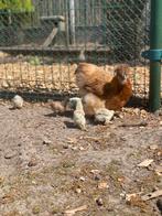 Zijderhoen Kuikens te koop, Dieren en Toebehoren, Pluimvee, Meerdere dieren, Kip