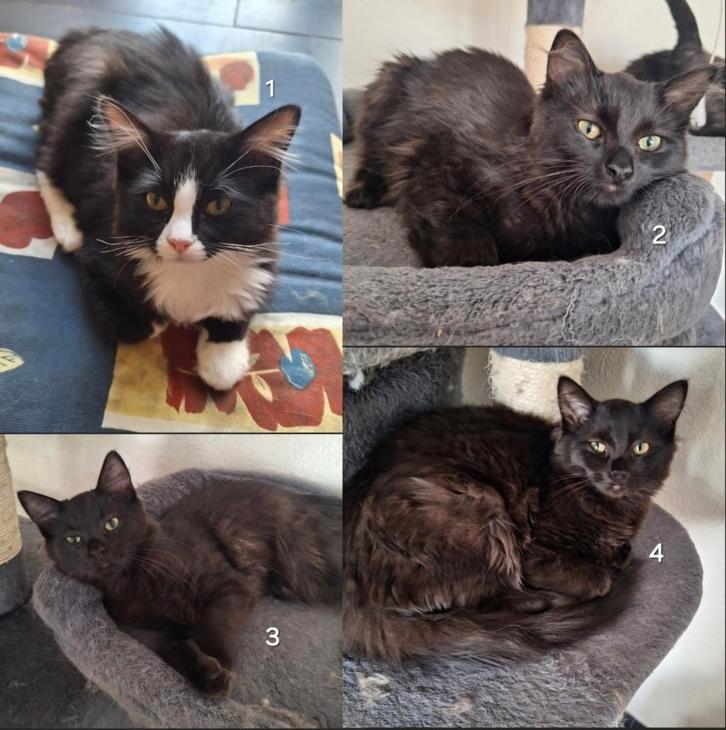 Ragdoll kittens, Dieren en Toebehoren, Katten en Kittens | Raskatten | Langhaar, Kater, 0 tot 2 jaar, Gechipt, Ontwormd, Ingeënt