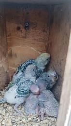 Jonge grasparkieten, Dieren en Toebehoren, Meerdere dieren, Parkiet