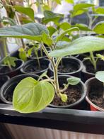 Ananaskers, Tuin en Terras, Planten | Tuinplanten, Volle zon, Groenteplanten, Eenjarig, Ophalen of Verzenden