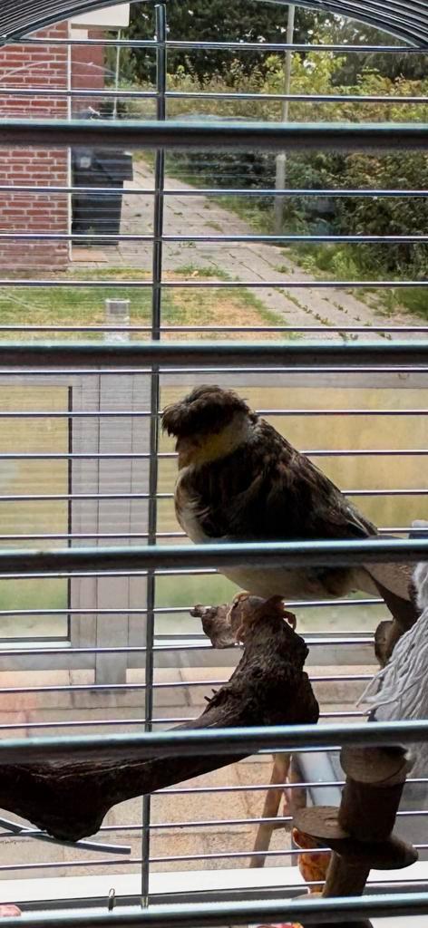 Mooie glosters te koop,Tevens jaarling merrie Welsh, Dieren en Toebehoren, Vogels | Kanaries, Postuurkanarie, Meerdere dieren