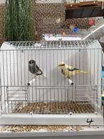 Gloster canary couple, Dieren en Toebehoren, Vogels | Kanaries, Meerdere dieren, Postuurkanarie