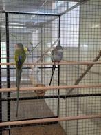 2 x koppel princess of wales parkieten, Dieren en Toebehoren, Vogels | Parkieten en Papegaaien, Meerdere dieren, Parkiet