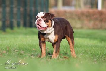 Old english bulldog 