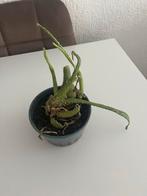 Bijzondere Cactus in Blauwe Pot, Ophalen, Halfschaduw, Minder dan 100 cm, Groene kamerplant