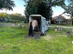Paardentaxi Veluwe vervoer door heel Nederland 🇳🇱, Diensten en Vakmensen, Taxivervoer