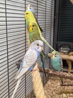 Grasparkiet Baby | Handtam | Jonkies | Div. kleuren, Dieren en Toebehoren, Vogels | Parkieten en Papegaaien, Meerdere dieren, Parkiet