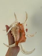 Diverse schelpen, Dieren en Toebehoren, Reptielen en Amfibieën, Amfibie, 0 tot 2 jaar