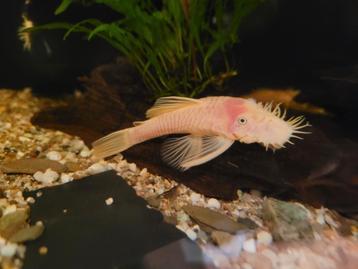 Ancistrus blue eye lemon beschikbaar voor biedingen