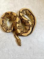Red stripe fire het clown 1.0 bewezen kweekman, Dieren en Toebehoren, Reptielen en Amfibieën, Slang, 3 tot 6 jaar