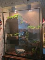Terrarium inclusief 3 korenslangen 100B X 40D X 130H, Dieren en Toebehoren, Ophalen, Gebruikt, Terrarium of Paludarium