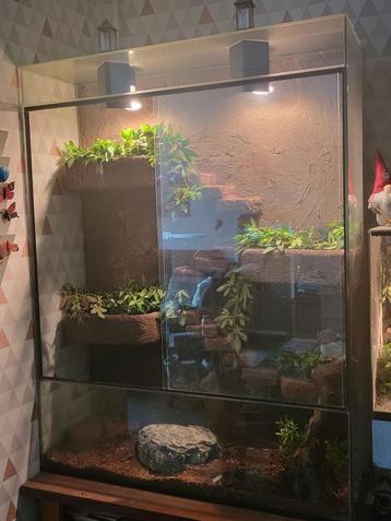 Terrarium inclusief 3 korenslangen 100B X 40D X 130H beschikbaar voor biedingen