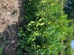 Partij Prunus lau. Etna. veldopruiming +/- 100 stuks, Tuin en Terras, Planten | Struiken en Hagen, Ophalen, Laurier, Struik, Minder dan 100 cm