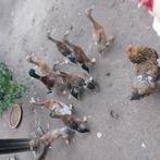Gratis loopeenden..3 maanden oud, Dieren en Toebehoren, Pluimvee, Meerdere dieren, Eend