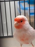 Rood Mozaiek man, Dieren en Toebehoren, Mannelijk, Kleurkanarie