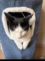 Deze lieve kater zoekt een rustig huisje, Dieren en Toebehoren, Kater
