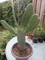Te koop mooie grote Opuntia  [cactus], Huis en Inrichting, Ophalen, Minder dan 100 cm, Volle zon, In pot